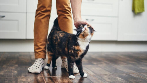 Gato a ser acariciado entre as pernas do dono