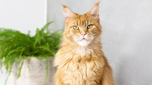 Maine Coon laranja sentado