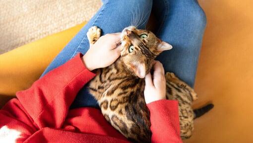 gato Bengal sentado no colo do dono