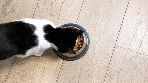 gato preto e branco a comer de uma tigela