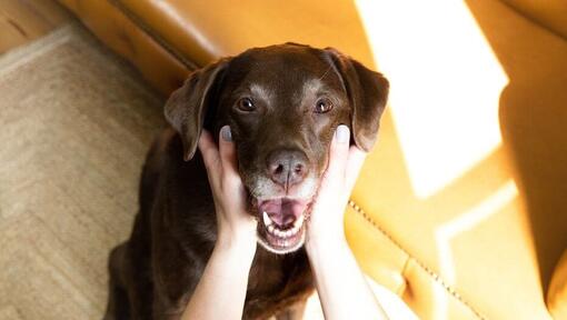 mulher a segurar o rosto do labrado chocolate