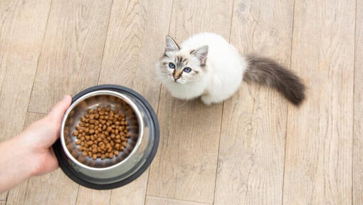 Gato branco à espera por sua comida