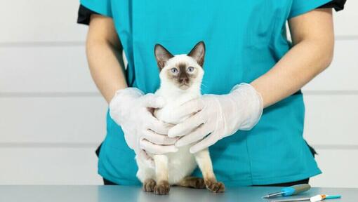 Gato siamês de pelo claro na mesa do veterinário