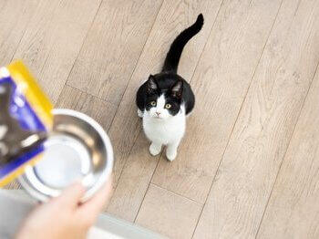 Gatinho à espera para ser alimentado