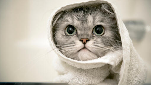 gatinho cinzento com uma toalha em volta da cabeça