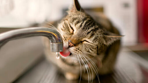 gato castanho a beber água da torneira