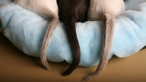 Três caudas de gato numa cama de gato azul claro.