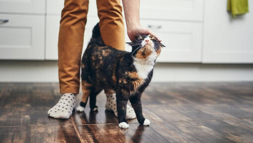 Gato a andar entre as pernas do dono ao ser acariciado.