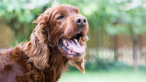 cachorro do lado de fora com a boca aberta