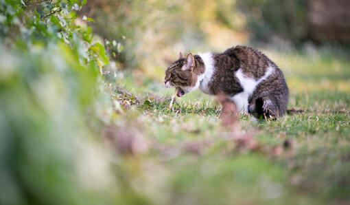 Gato vomitando