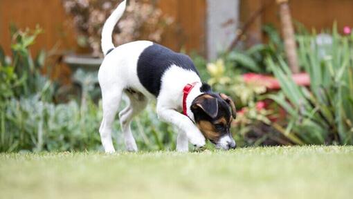 cachorrinho a cheirar relva