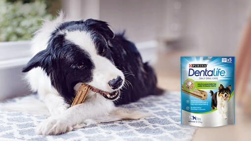 Collie eating a Dentalife sitck with the packet