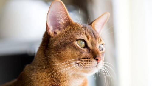 Gato de raça Abissínio a olhar pela janela