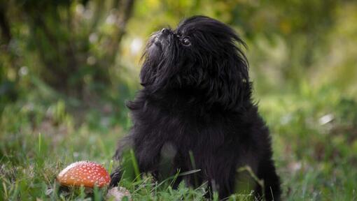 Affenpinscher na floresta