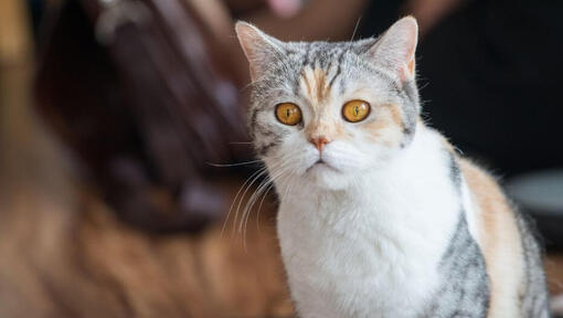 Raças de gatos - gato de raça Wirehair Americano a olhar com curiosidade