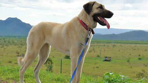 Raças de cães - Cão Pastor da Anatólia em pé