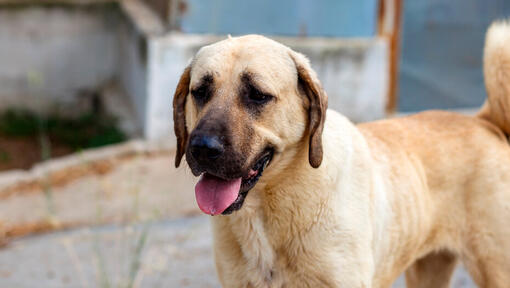 Raças de cães - Cão Pastor da Anatólia com a boca aberta