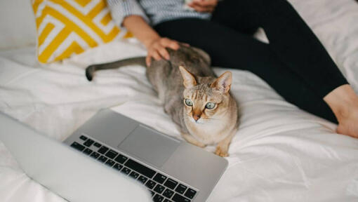 Raças de gatos - Mulher a ver televisão com gato Asiático ao colo