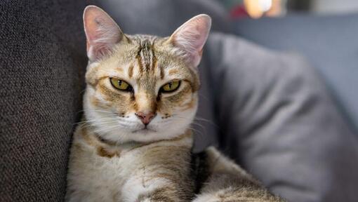 Raças de gatos - gato Asiático a dormir no sofá