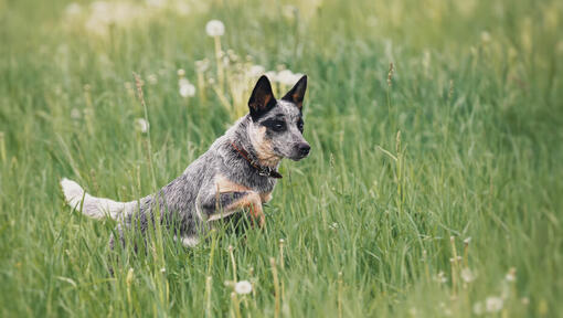 Raças de cães - Cão Pastor Australiano a correr num campo