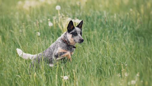 cão Boiadeiro Australiano a correr