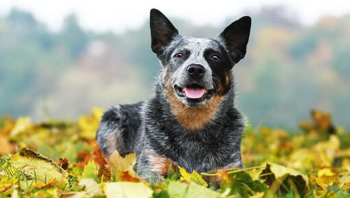 cão Boiadeiro Australiano deitado