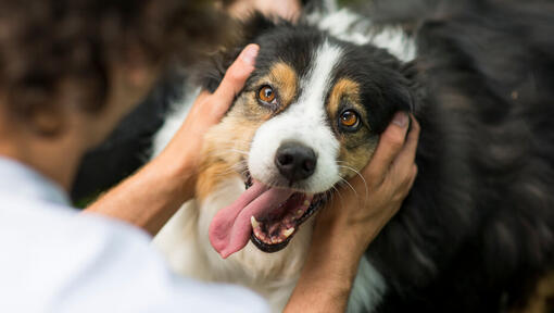 Raças de cães - Cão Pastor Australiano com o tutor