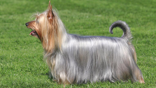 Raças de cães - Silky Terrier Australiano num jardim