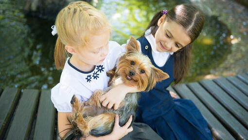 Raças de cães - Cão Silky Terrier Australiano com crianças