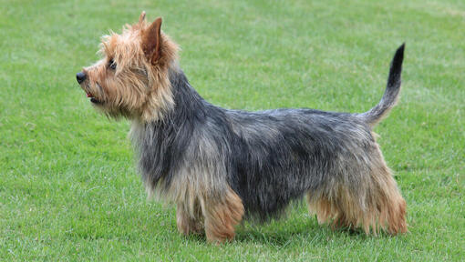 Raças de cães - Terrier Australiano em pé na relva