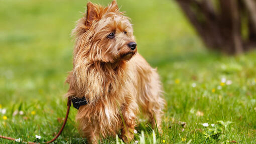 Raças de cães - Cão Terrier Australiano de pelo laranja na relva