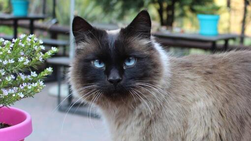 Raças de gatos - Gato Balinês a olhar