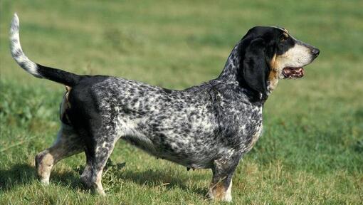 cão Basset Azul da Gasconha no campo