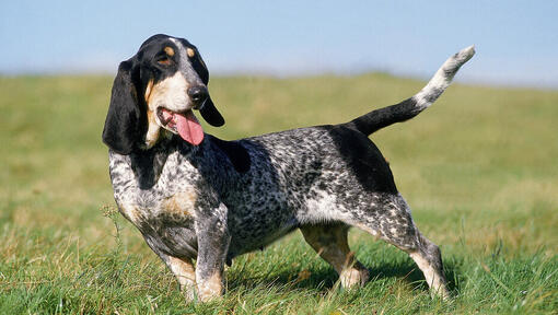 Raças de cães - Cão Basset Azul da Gasconha em pé