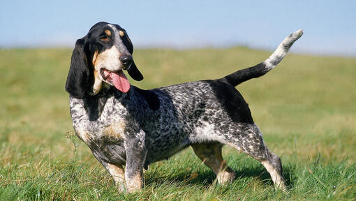 cão Basset Azul da Gasconha em pé