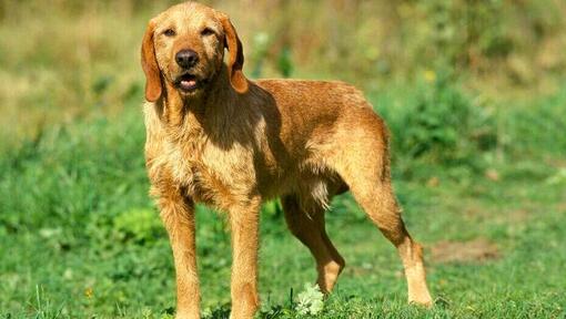 cão Basset Fulvo da Bretanha num jardim