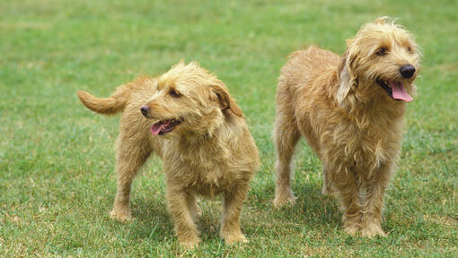 Raças de cães - Dois cães Basset Fulvo da Bretanha a passear
