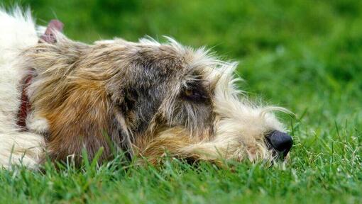 cão Grand Basset Griffon Vendeen deitado