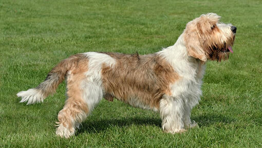 Petit Basset Griffon Vendeen em pé na relva