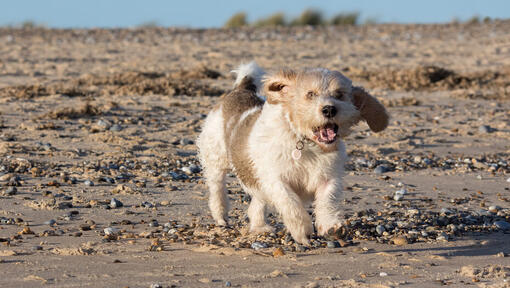 Petit Basset Griffon Vendeen a correr