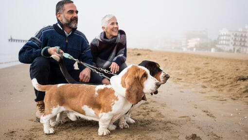 Basset hounds com os proprietários na praia.