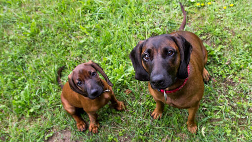 Raças de cães - Dois cães Sabujo Montanhês da Baviera a olhar