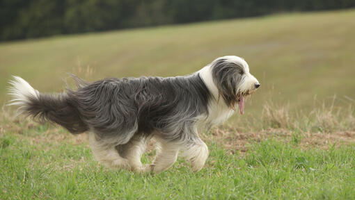 cão Bearded Collie no campo