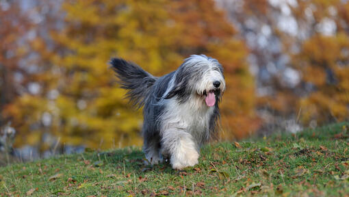 cão Bearded Collie a andar na floresta