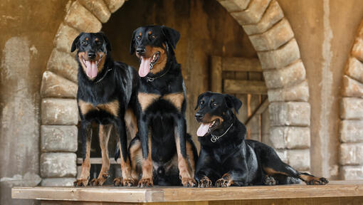 Três Beaucerons em pé