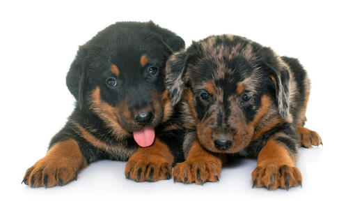 Dois filhotes de Beauceron