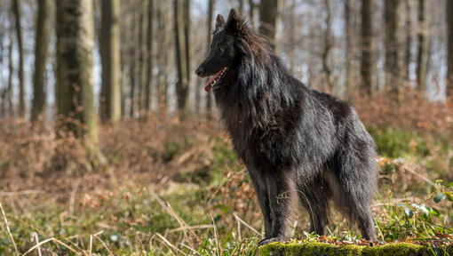 Pastor belga Groenendael na floresta