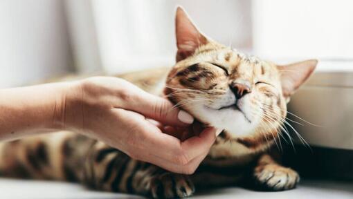 Mulher acariciando o gato Bengal, que está deitado no parapeito da janela