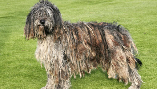 cão Pastor bergamasco em pé no campo