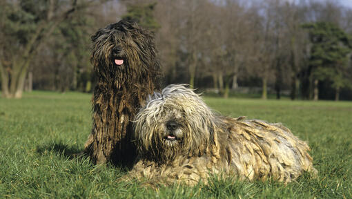 Dois cães Bergamasco no campo